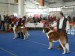 CACIB Tulln 2007-vítězové BOB krátkosrstý a dlouhosrstý pes